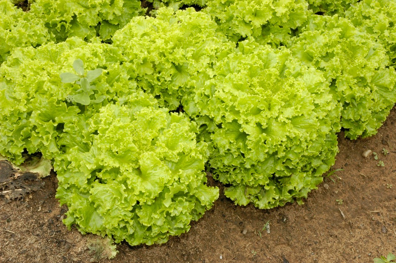 garden pure organic lettuce