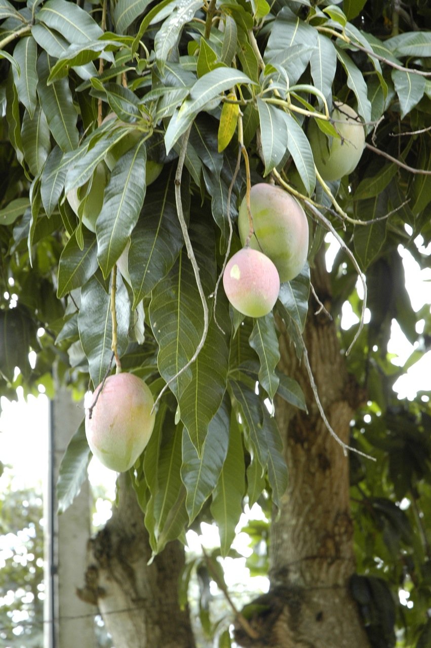 mango_tree